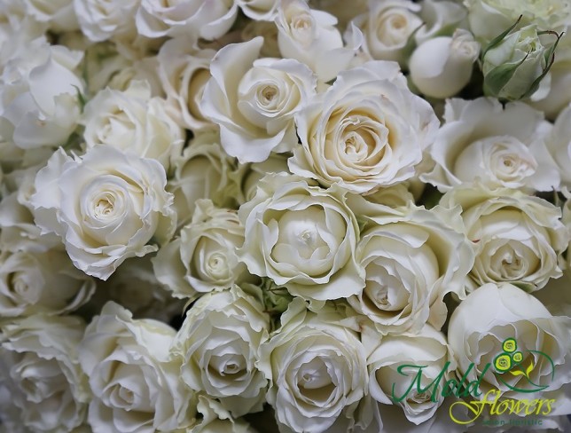 Trandafir de tufă alb/1ramura foto
